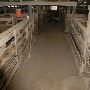 Navasota Livestock Auction