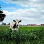 Shirttail Creek Farm