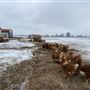 Shirttail Creek Farm