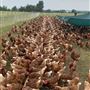 Shirttail Creek Farm