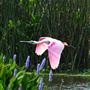 Cattail Marsh Scenic Wetlands & Boardwalk