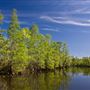 Neches River Shoreline