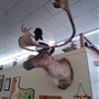 Moosehead Cafe