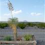 Big Bend Ranch State Park - Park Entrance