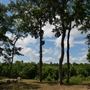 Spiderwood Studios 969 - Backlot