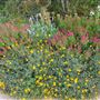 The Molly Hollar Wildscape