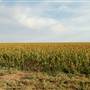 Fields on Hwy 385