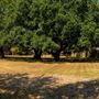 Freedom Tree Park
