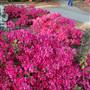 Nacogdoches Azalea Trail