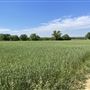 7D Hay & Cattle LLC