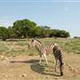 Natural Bridge Wildlife Ranch