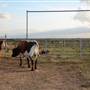 Alpha Omega Longhorn Ranch
