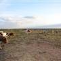 Alpha Omega Longhorn Ranch