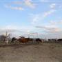 Alpha Omega Longhorn Ranch