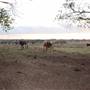Alpha Omega Longhorn Ranch