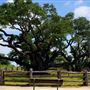 Goose Island State Park - The Big Tree