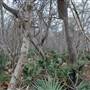 Palmetto State Park