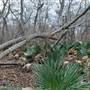 Palmetto State Park