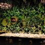 Savor Tapas Bar