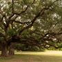 The Oaks of Anahuac
