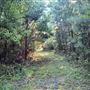 The Oaks of Anahuac
