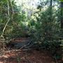 The Oaks of Anahuac