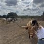 Rockin' Diamond S Ranch