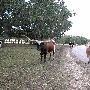 Enchanted Springs Ranch