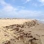 Boca Chica Beach & Dunes