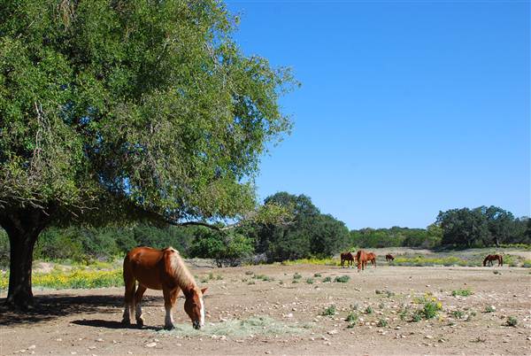 Flying L Guest Ranch (10/8/2012)