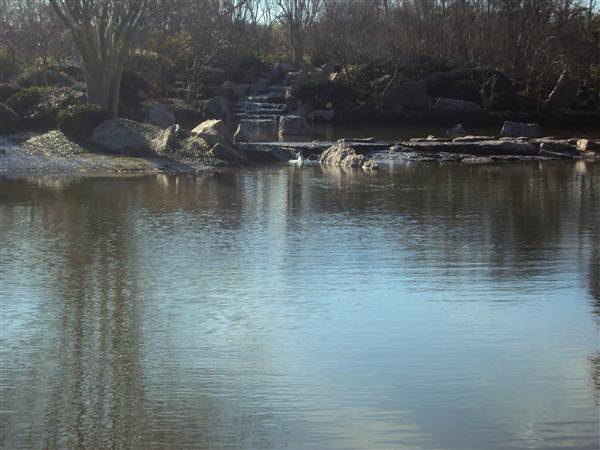 Japanese Garden in Hermann Park (3/7/2013)