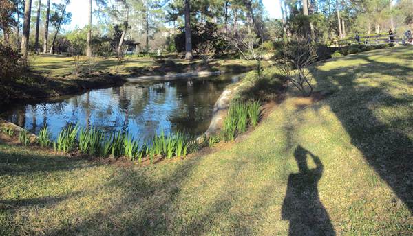 Japanese Garden in Hermann Park (3/7/2013)