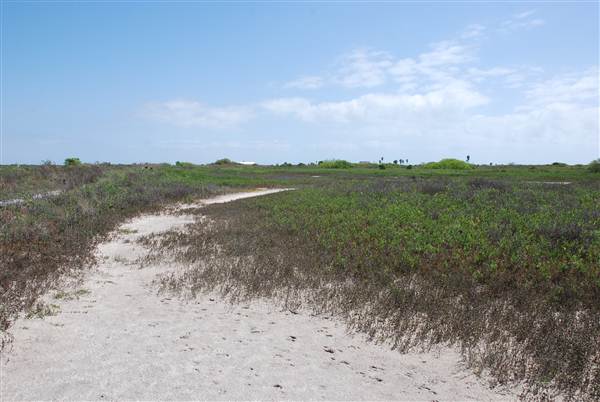 Matagorda Island (4/4/2013)
