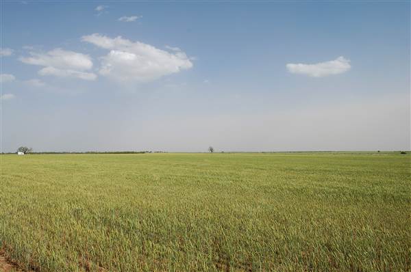 Wheat Field on SH114 (4/29/2014)