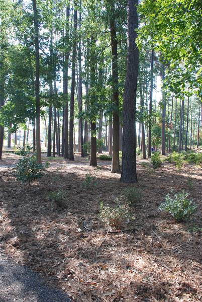 Gayla Mize Garden (11/11/2014)