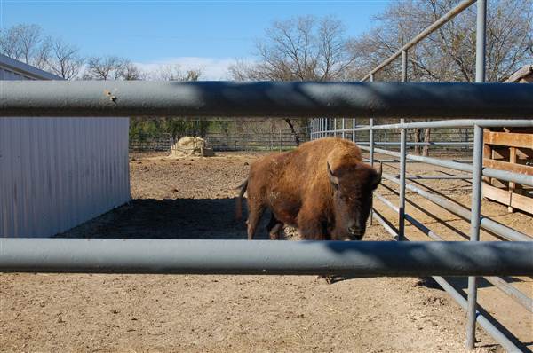 Animal World and Snake Farm (1/19/2015)