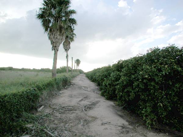 Grapefruit Orchard (9/16/2002)