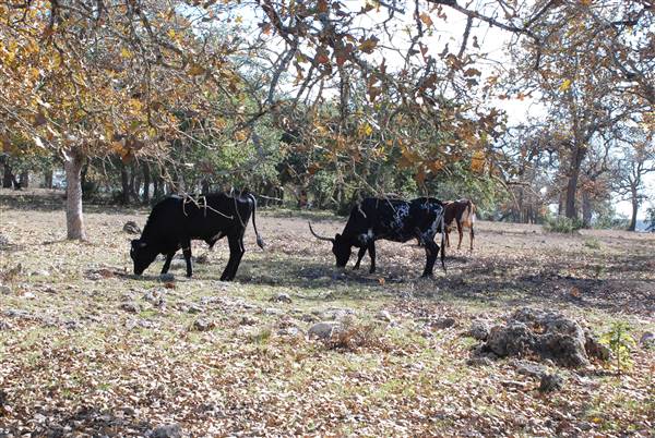 Henly Hill Ranch (1/8/2016)
