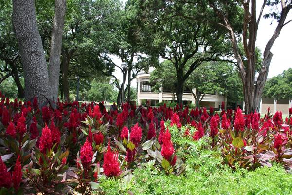 McLennan Community College (1/12/2016)