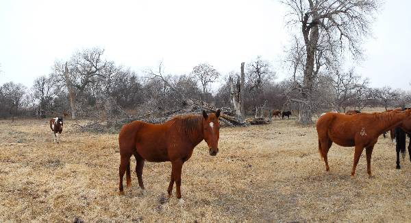 Mendota Ranch (12/13/2007)