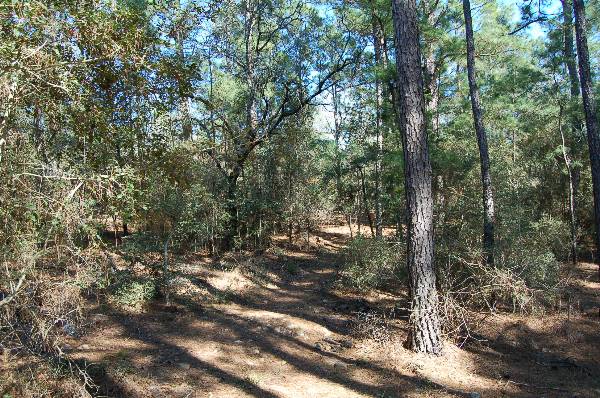 Buescher State Park (2/26/2008)