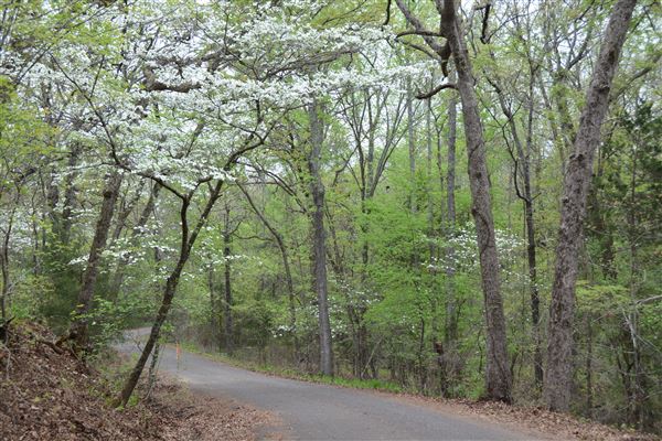Davey Dogwood Park (7/8/2019 - Credits: Palestine Visitors Center)
