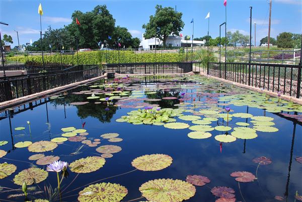 International Waterlily Collection (6/13/2019)