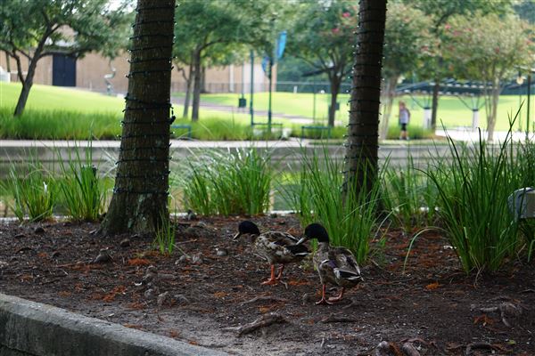 The Woodlands Waterway (8/31/2020)