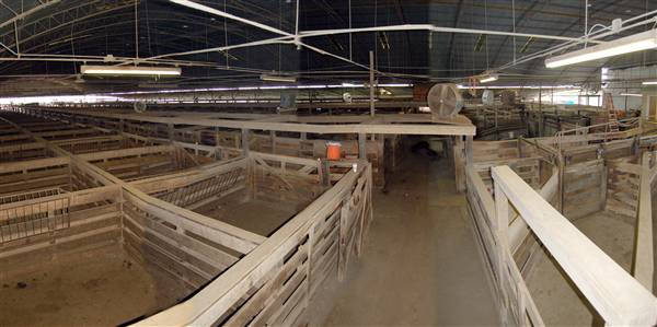 Navasota Livestock Auction (9/15/2009)