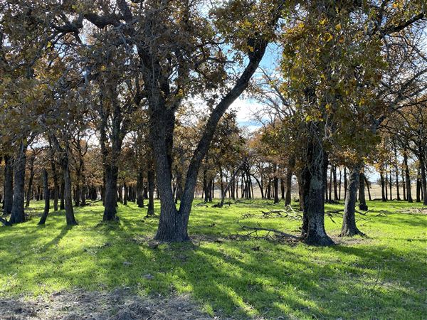 Fairlea Longhorn Ranch (12/7/2022)