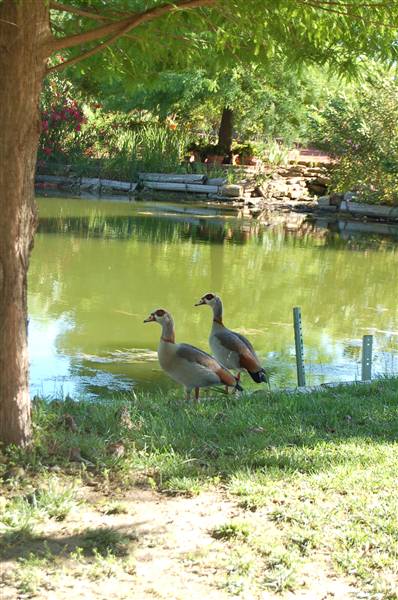 Clark Gardens Botanical Park (5/30/2009)