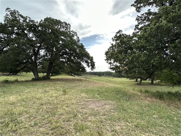 Fairlea Longhorn Ranch (7/20/2023 - Credits: K.Beck)