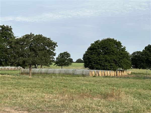 Fairlea Longhorn Ranch (7/20/2023 - Credits: K.Beck)