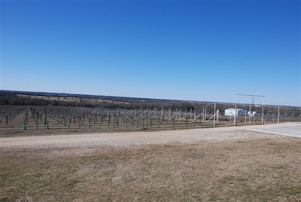Blue Ostrich Winery & Vineyard (1/27/2023 - Credits: Gabriel Ornelas)